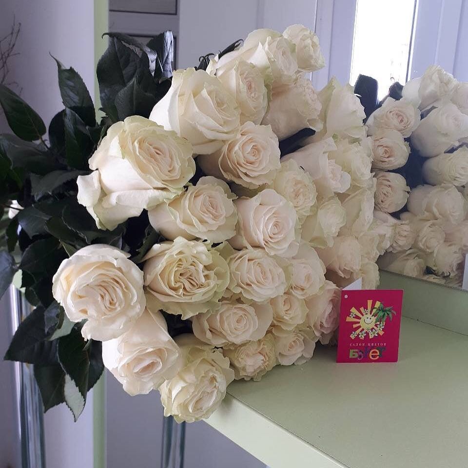 Белая эквадорская роза "Мондиаль": купить в Минске 