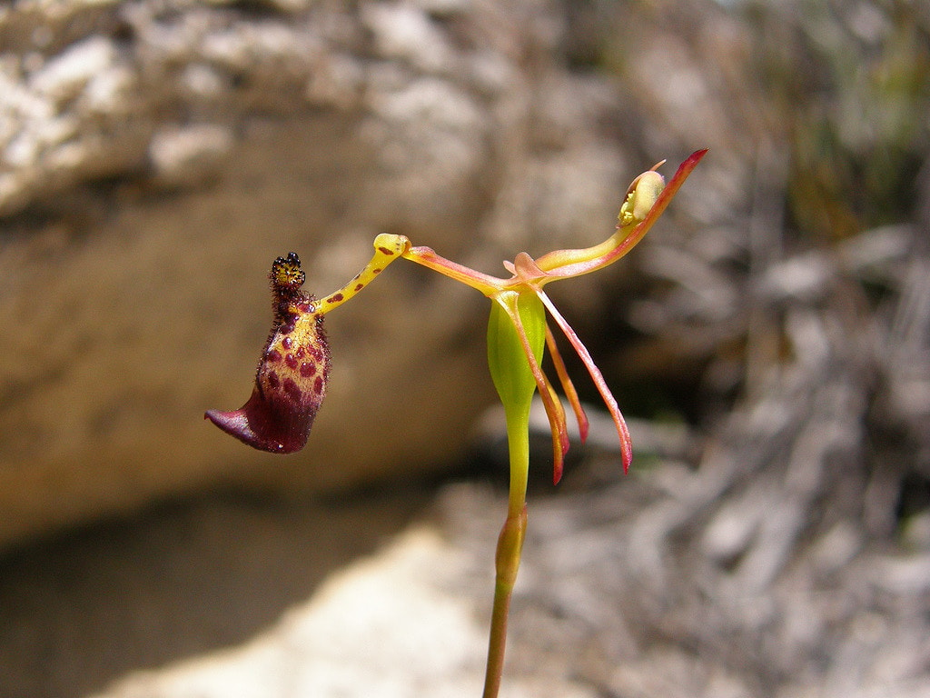 Орхидея калания