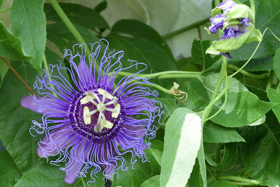 Пассифлора - дивный цветок в Минске