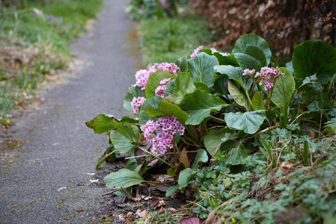Бадан - толстолистный - бергения - Bergenia