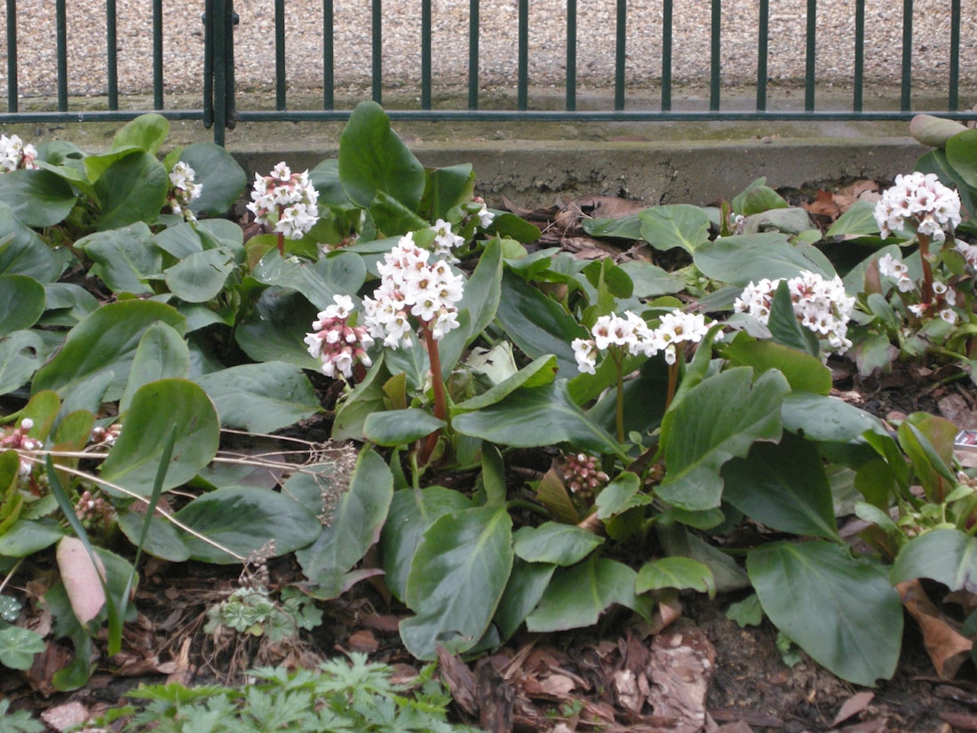 Бадан - толстолистный - бергения - Bergenia