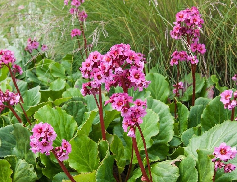 Бадан - толстолистный - бергения - Bergenia