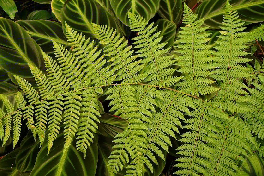 Папарать Кветка, мифы и предания Беларуси