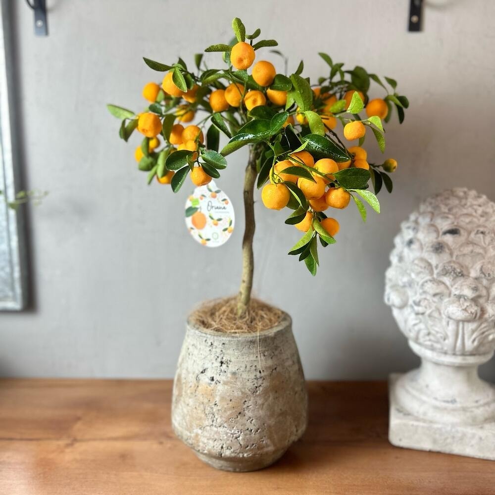 Мандариновое дерево Каламандин - цитрусовое дерево