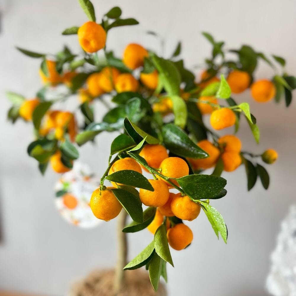 Мандариновое дерево Каламандин - цитрусовое дерево