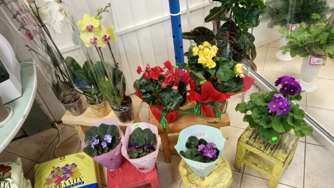Комнатные растения купить в Минске в интернет магазине