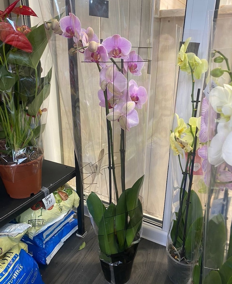 Орхидея на одну ветку