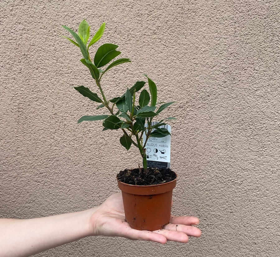 Лавр комнатный в Минске