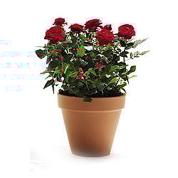 Кустовая роза в горшке