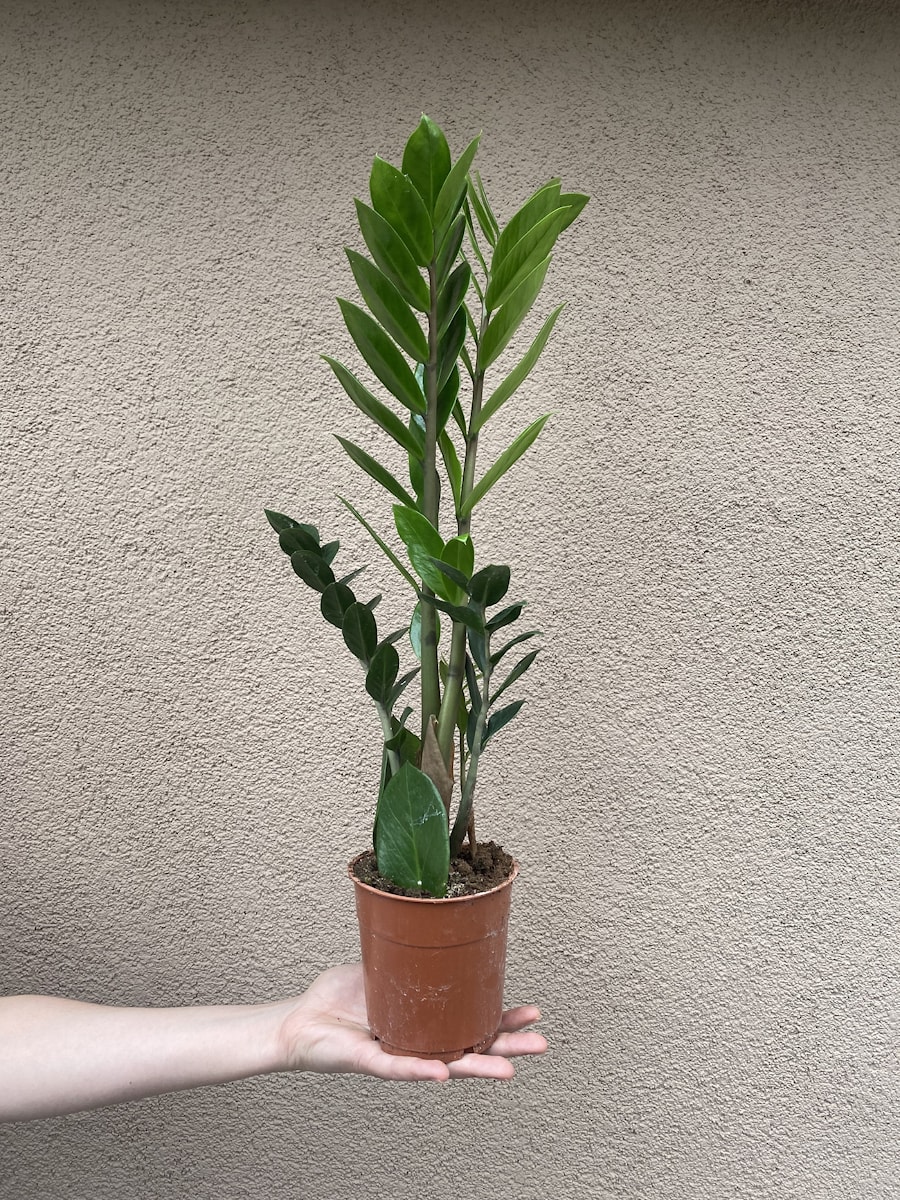 Замиокулькас в домашних условиях Минска