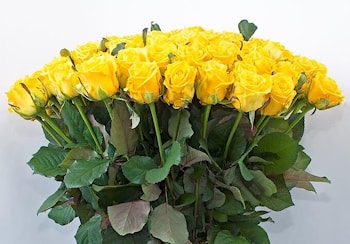 Доставка жёлтых роз, роза Тара   