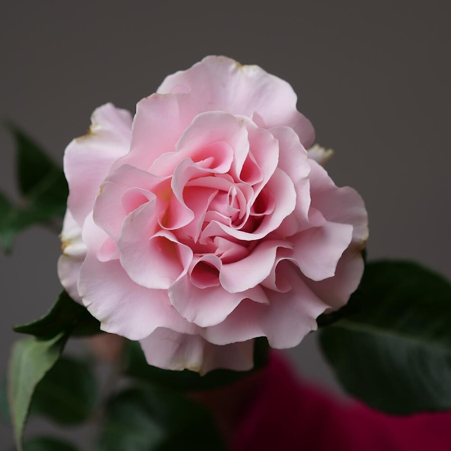 Французкая Роза 1 штука