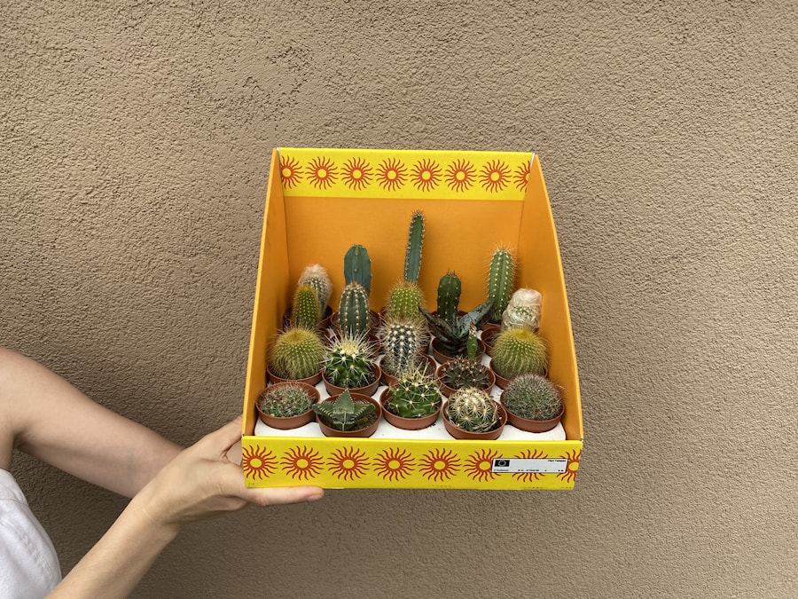 Кактус, кактусовые маленькие и большие, цветущие и не цветущие