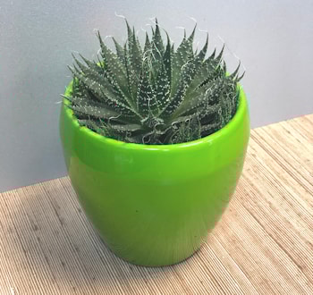 Хавортия - суккулент, цена 18 рублей