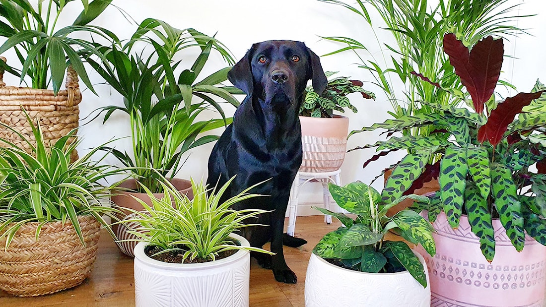 Ядовитые комнатные растения: какие цветы опасны для кошек и собак  