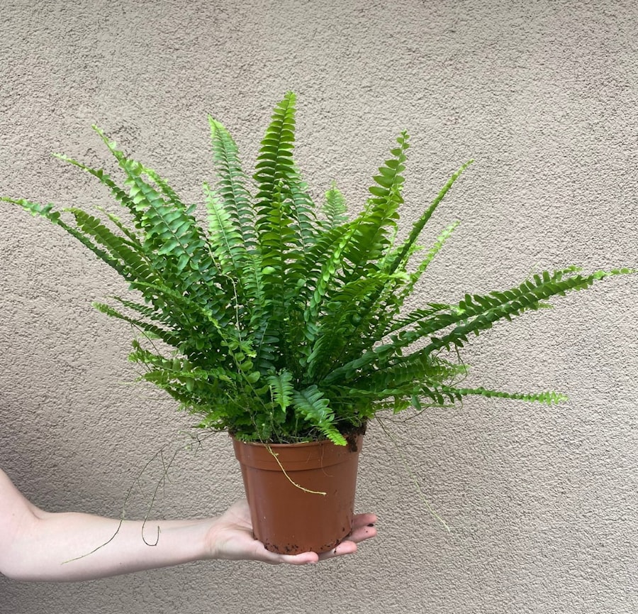 Папоротник комнатный