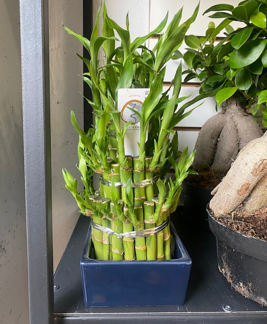 Драцена Сандера или «бамбук счастья»