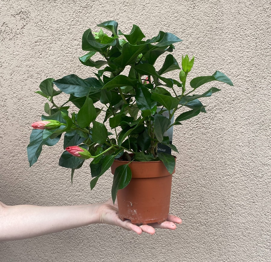 Гибискус комнатный в Минске