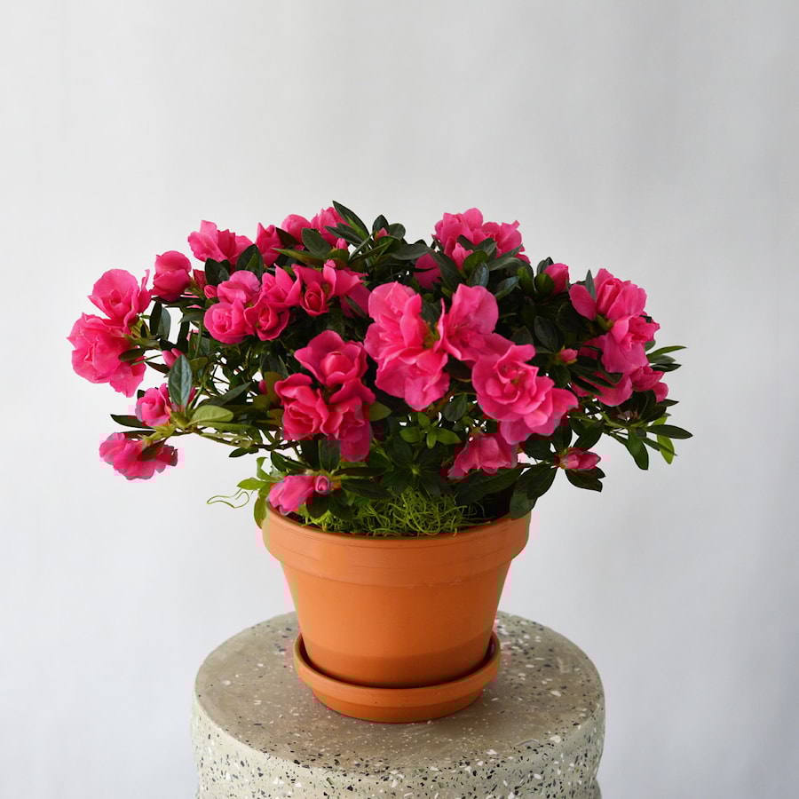 Азалия комнатная в Минске