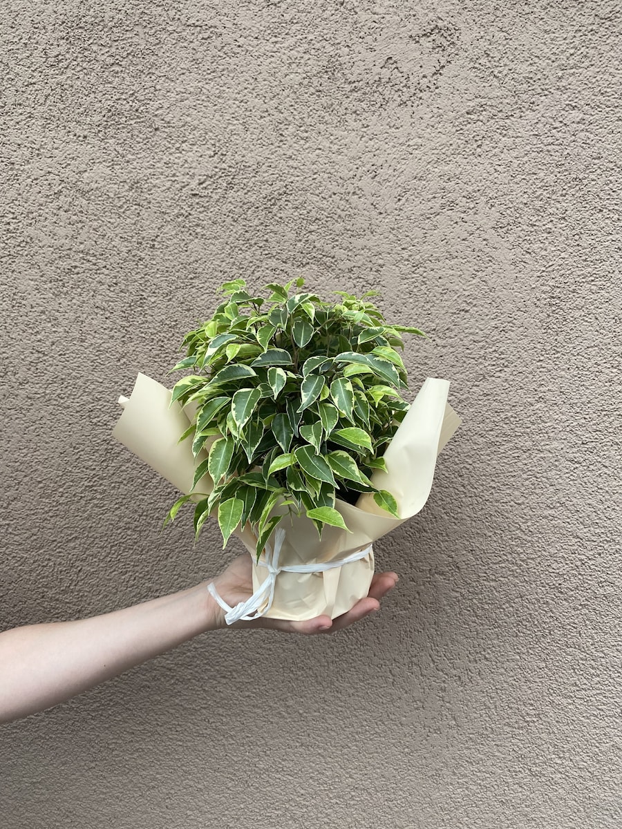 Фикус "Кинки"