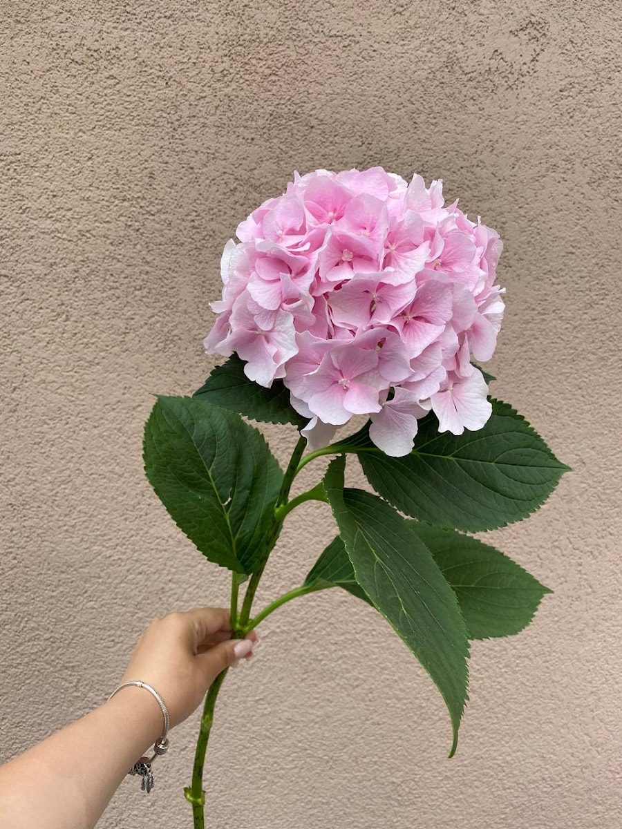 Розовая Гортензия