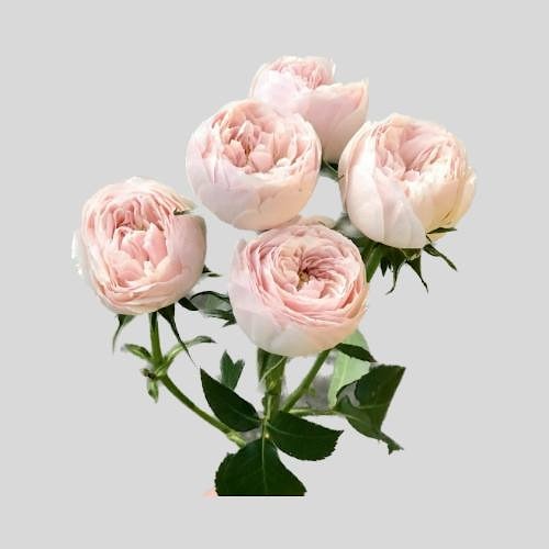 Кустовая роза "Мэнсфилд Парк"