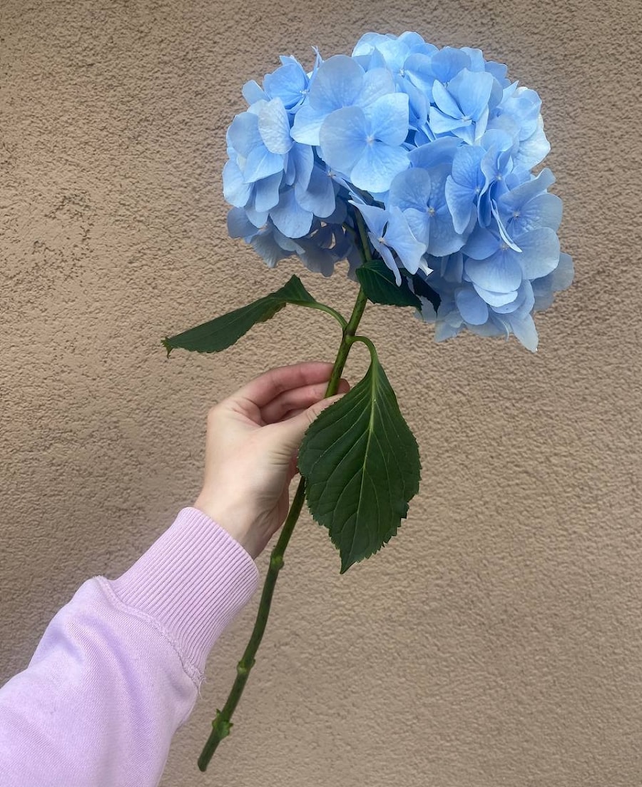 Гортензия голубая, крупнолистная