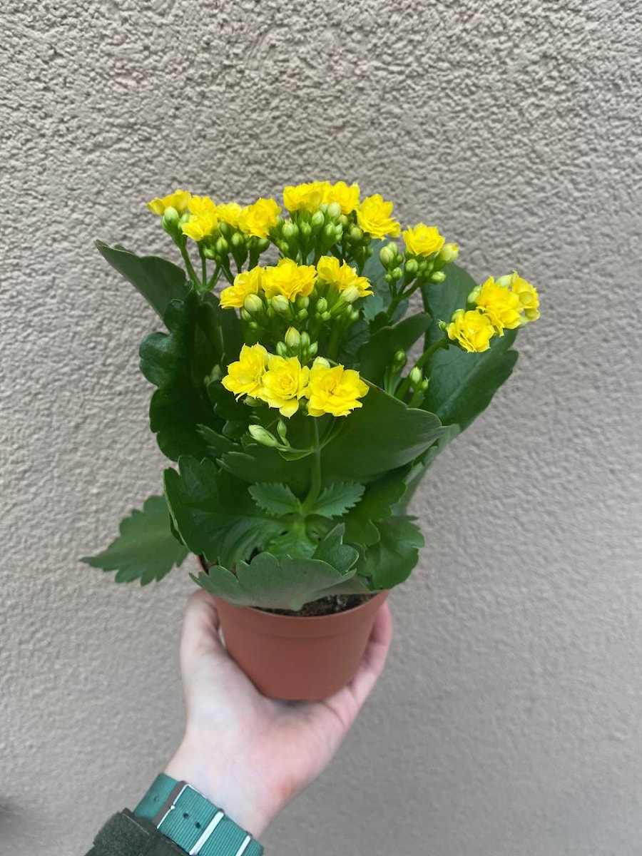 Каланхое