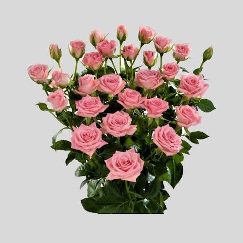 Кустовая роза "Одилия"