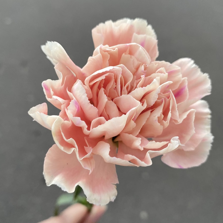 Гвоздика "Персиковая"