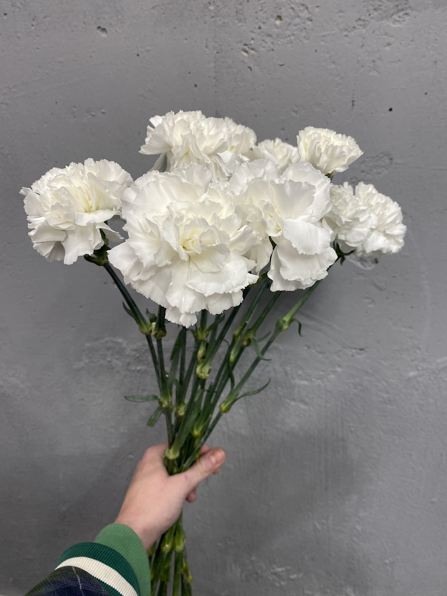 Гвоздика "Белая"