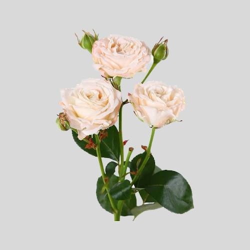 Кустовая роза "Бомбастик"