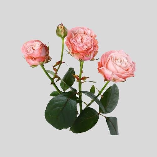 Кустовая роза "Мадам Бомбастик"