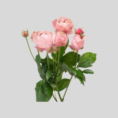 Кустовая роза "Сильва Пинк"