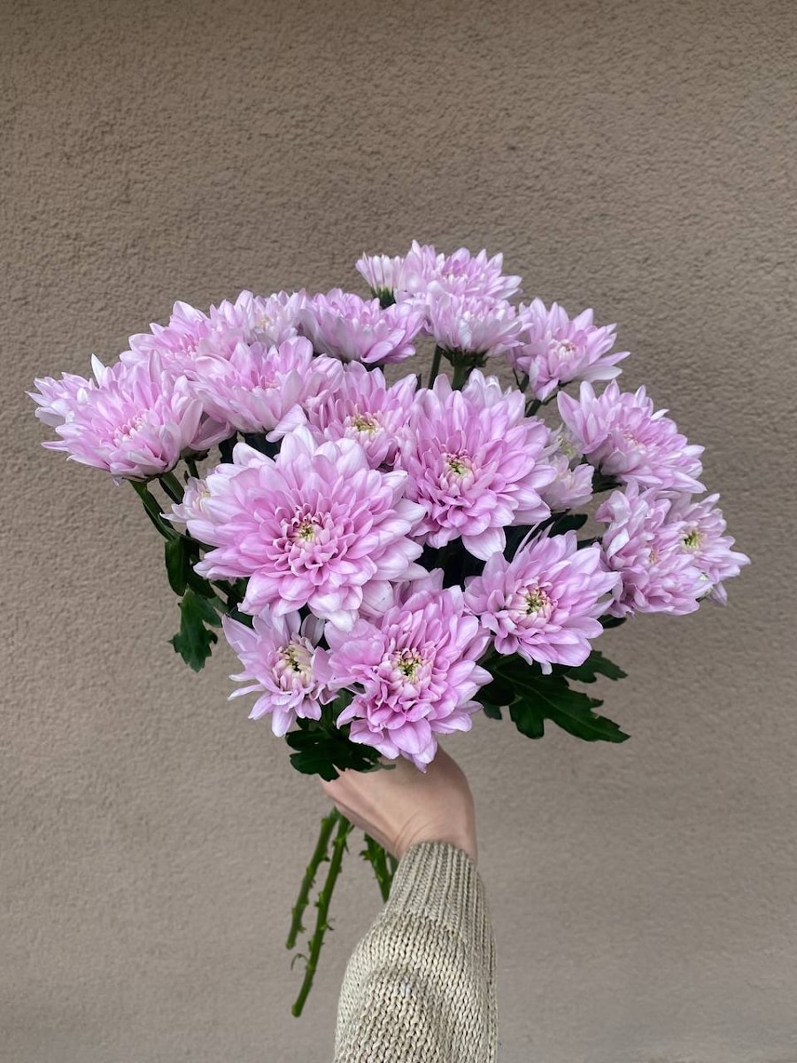 Хризантемы