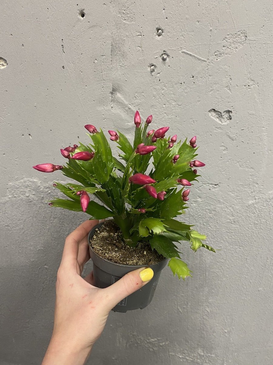 Шлюмбергера