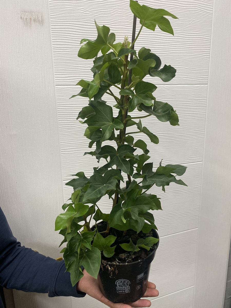 Фатсхедера