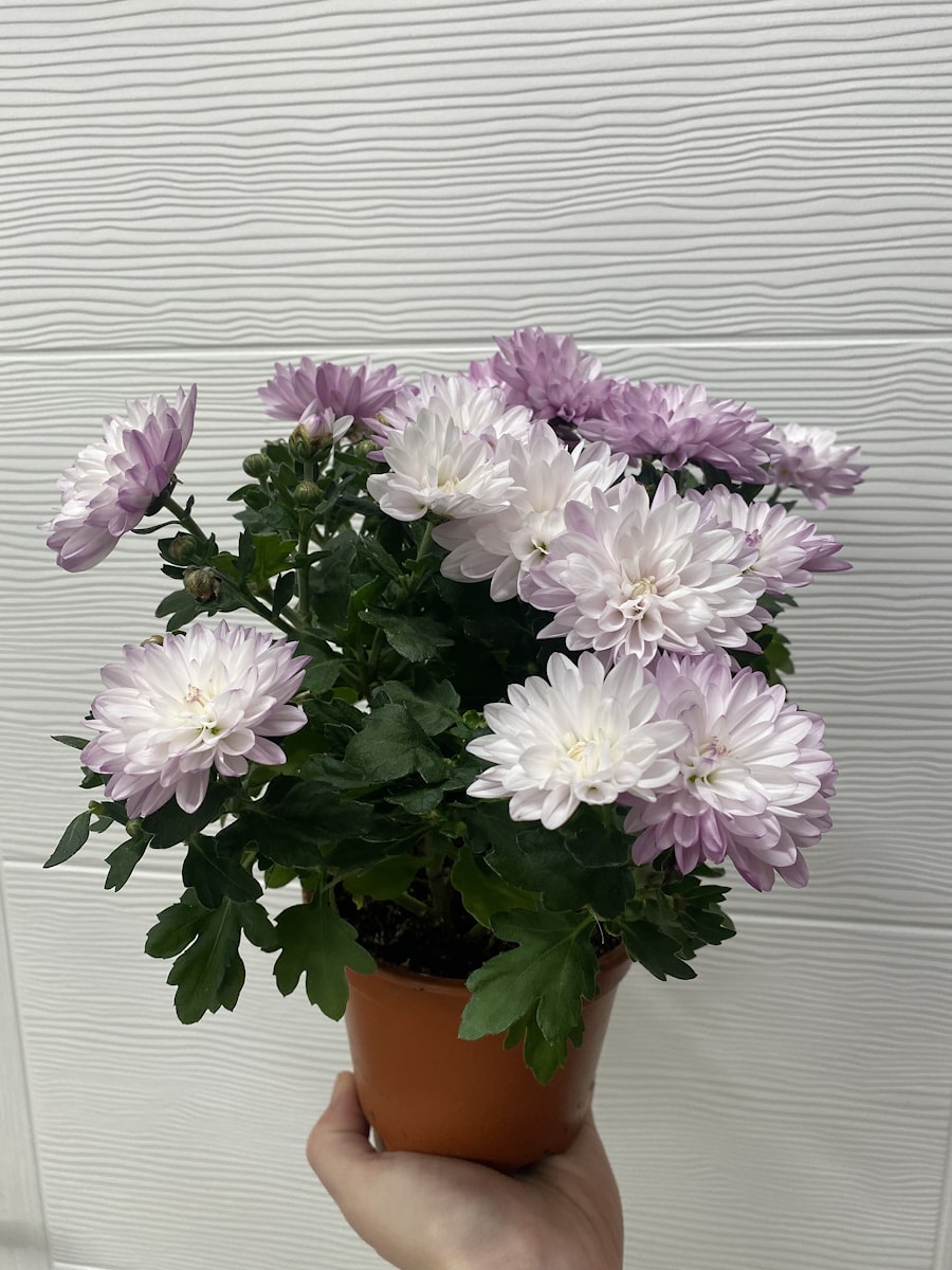 Хризантема в горшке