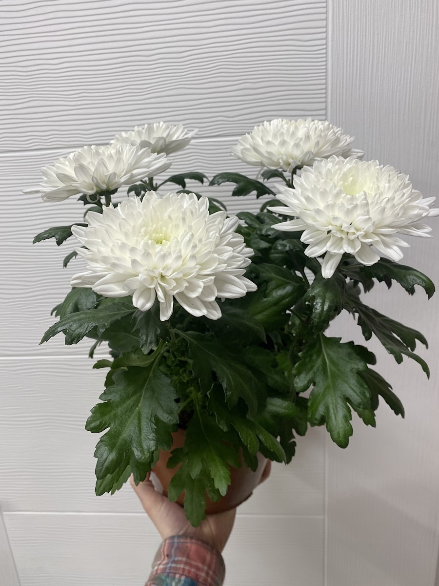 Хризантема в горшке