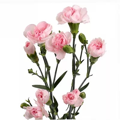 Гвоздика "Шабо"