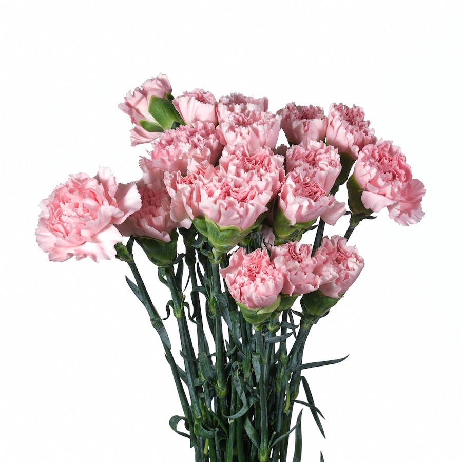 Гвоздика "Розовая"