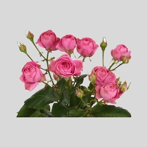 Кустовая Роза "Жизель"