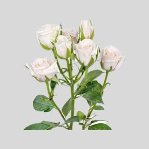 Кустовая роза "Роял Порцелина"
