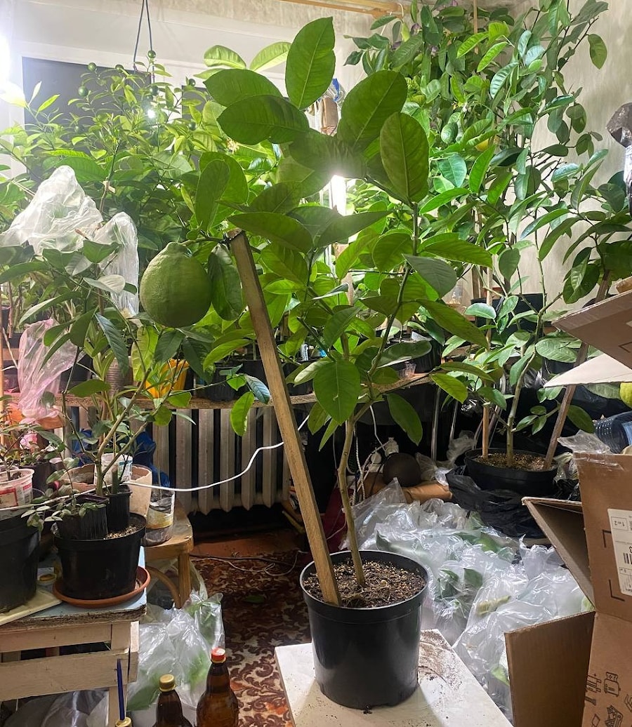 Домашний лимон, 100 см.