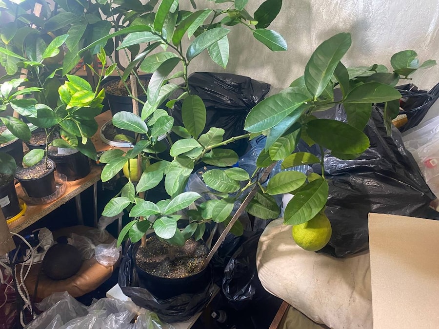 Домашний лимон, 90 см.