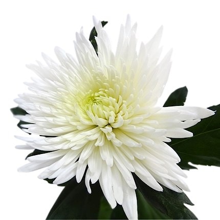 Хризантема белая одноголовая