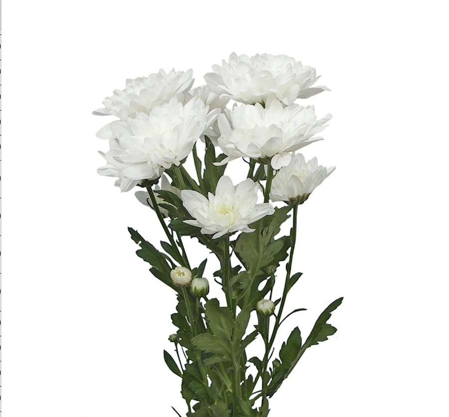 Хризантема 1 ветка