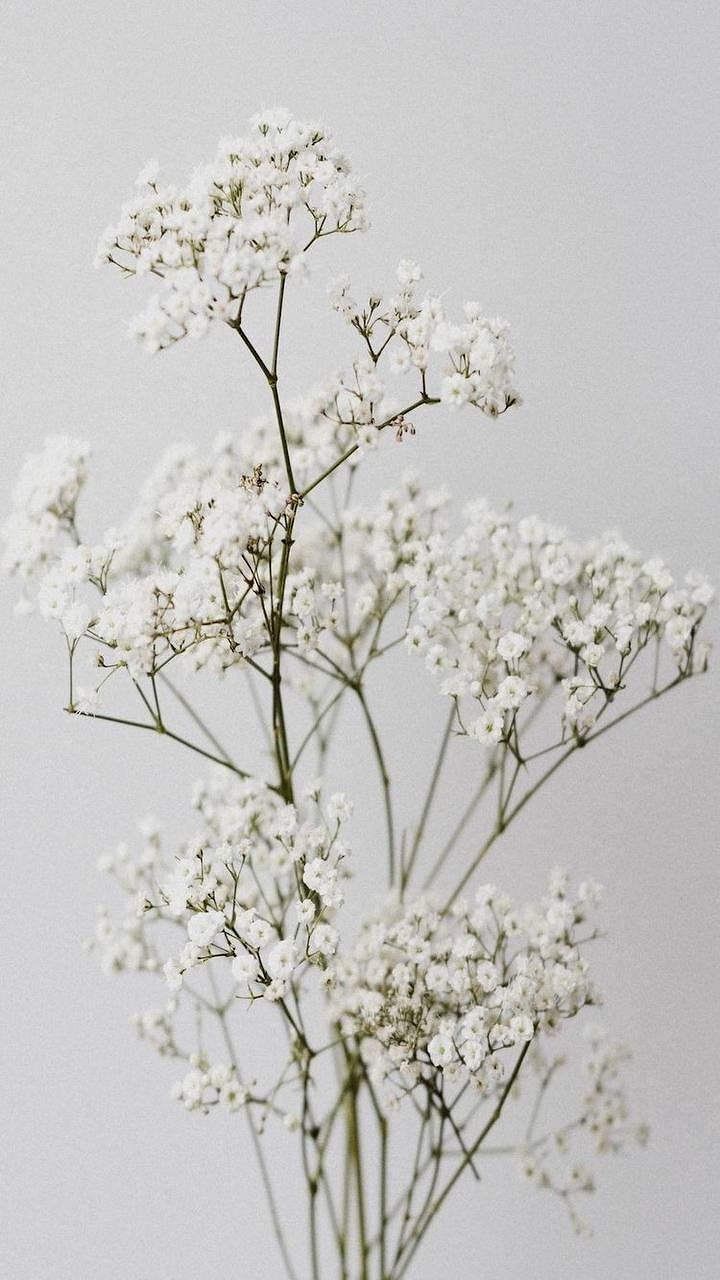 Гипсофила белая