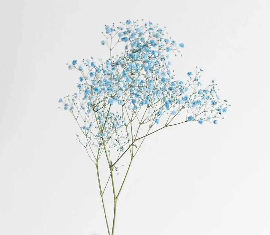 Гипсофила голубая