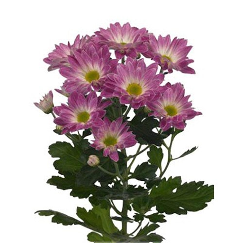 Хризантема сиреневая ветка